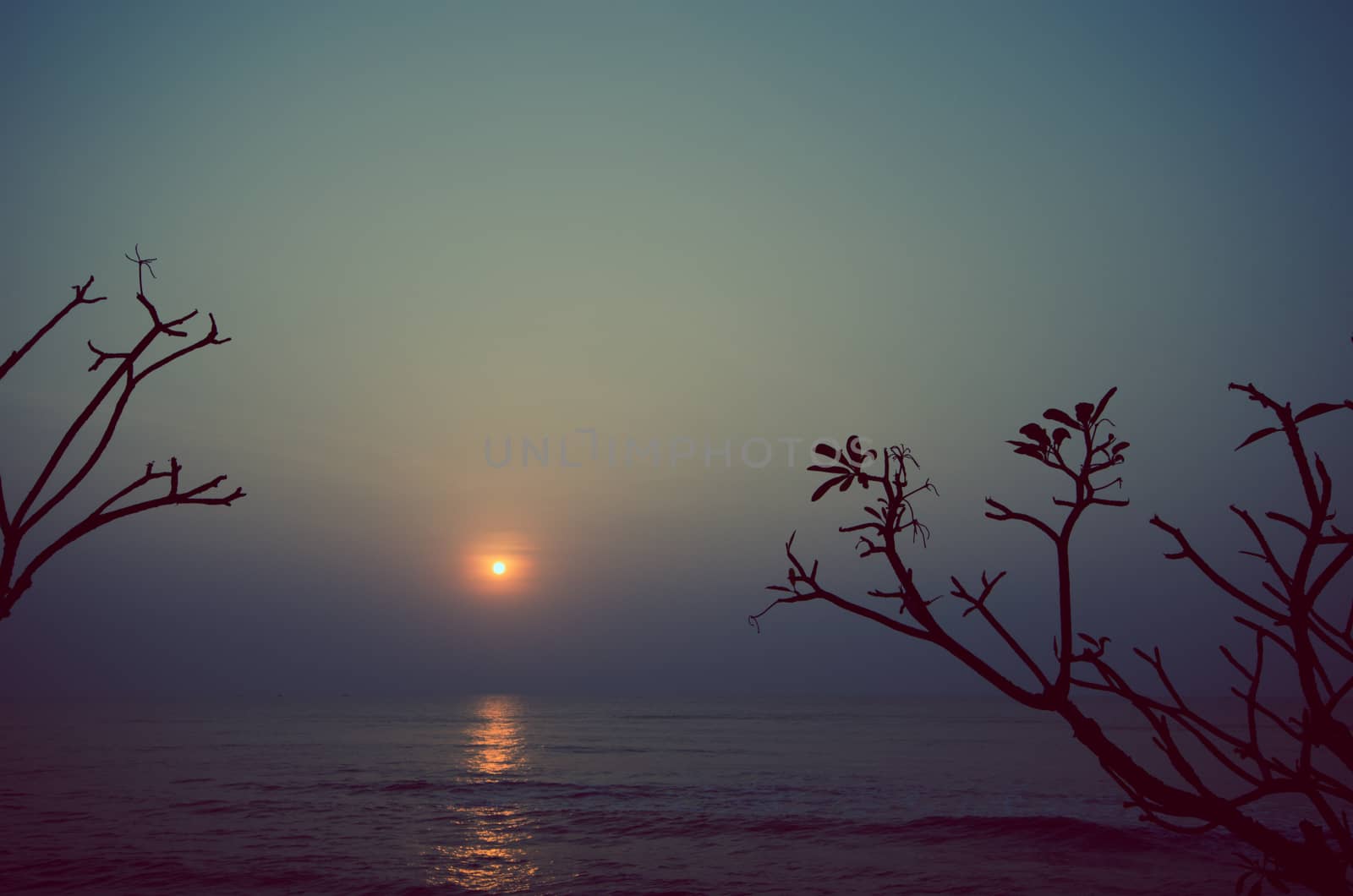 trees on the beautiful sunset background. vintage