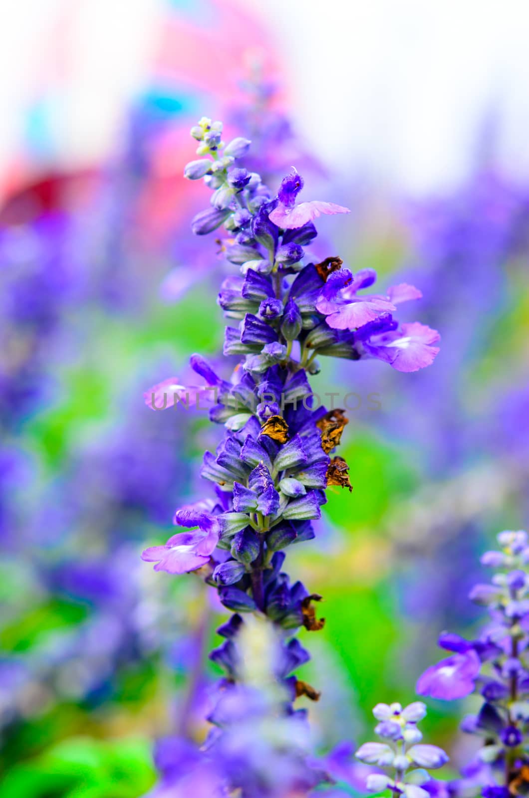 Blooming Salvia flowers by aoo3771