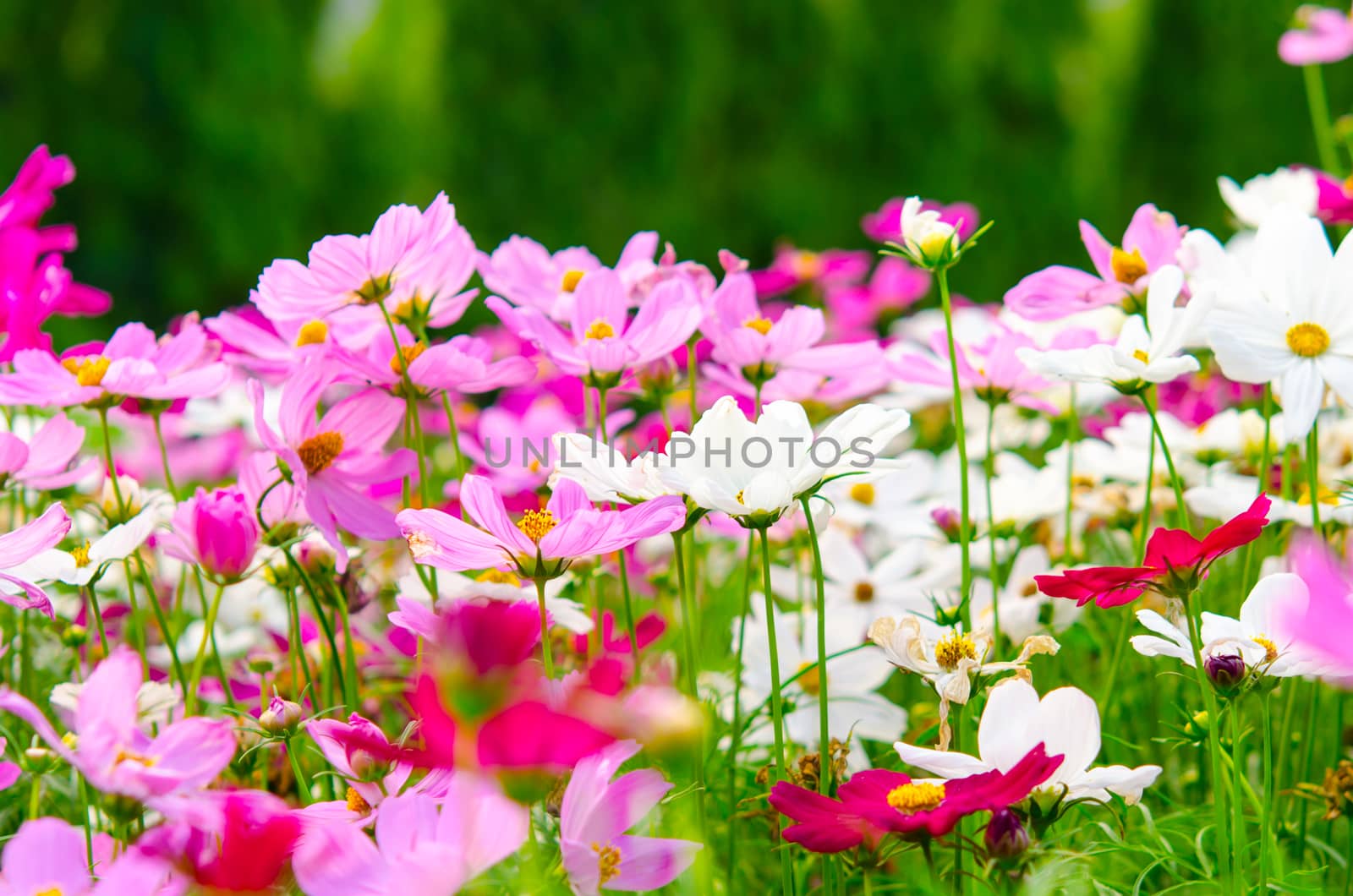 cosmos flowers by aoo3771