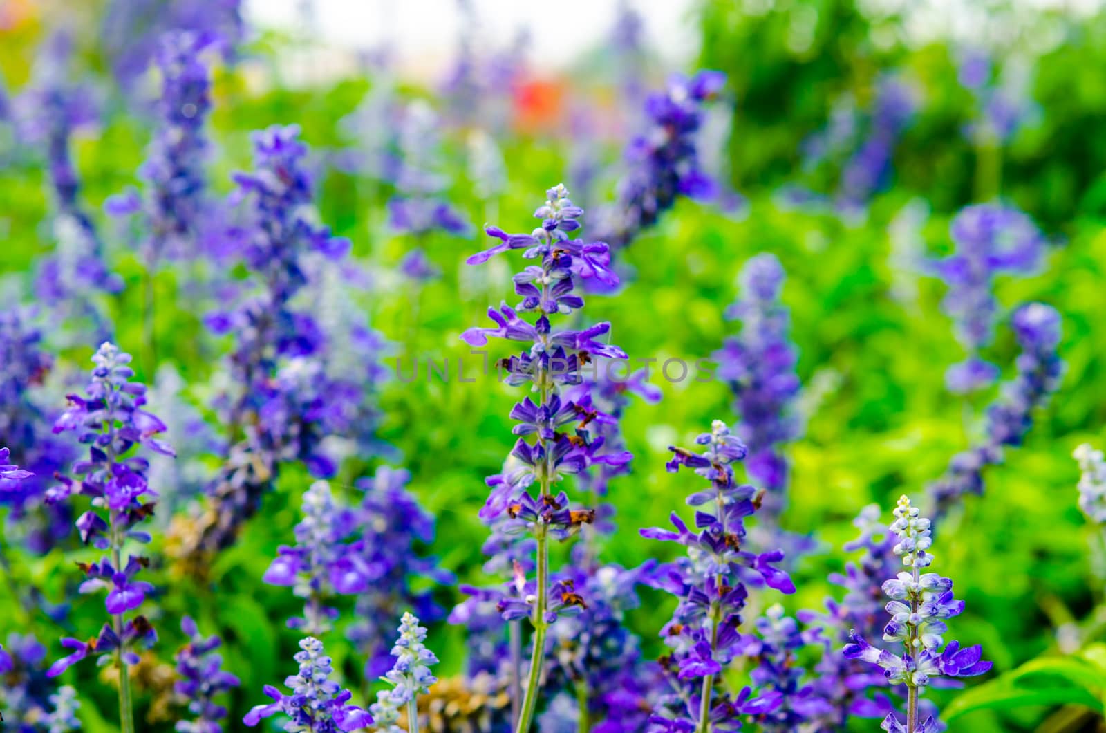 Blooming Salvia flowers by aoo3771