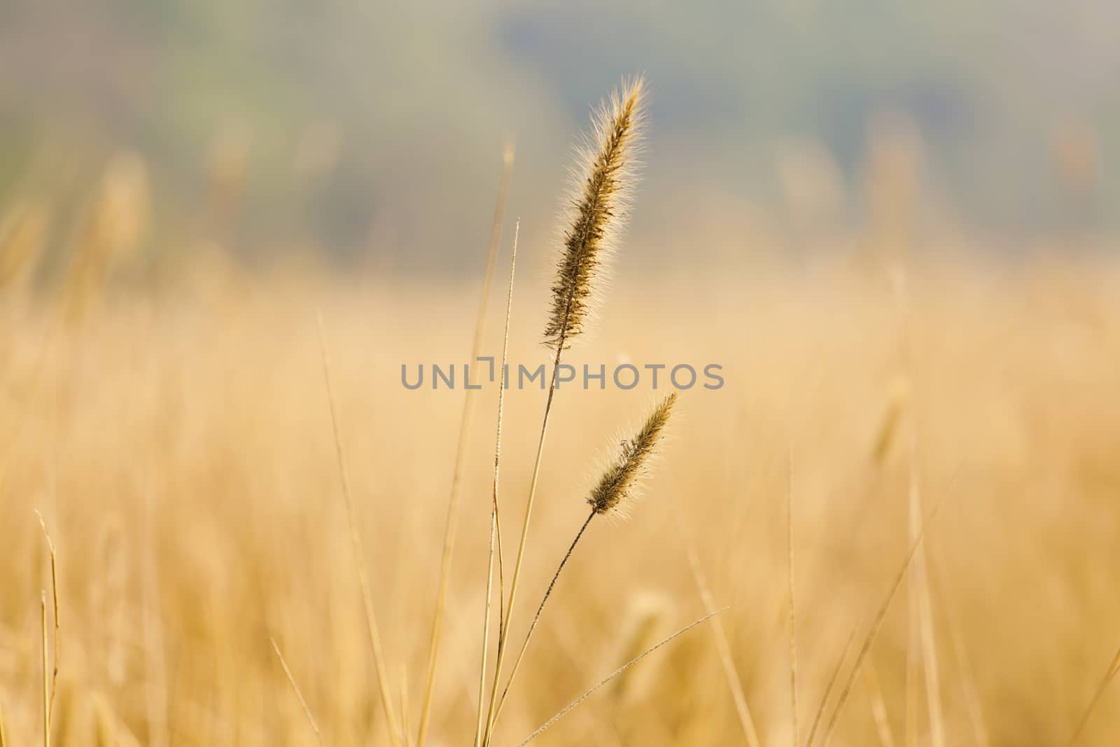 Wheat field background by kawing921