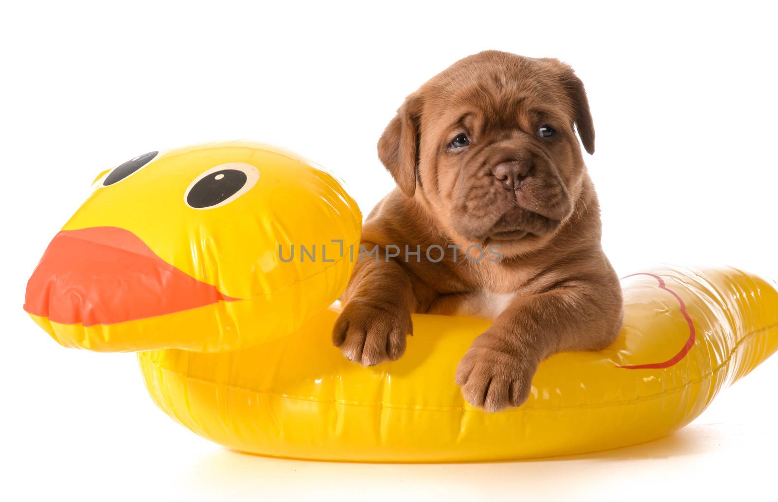 dog water safety - dogue de bordeaux in floatation device