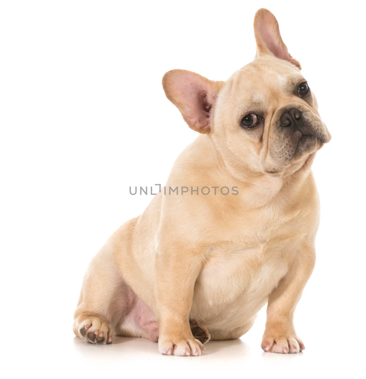 french bulldog puppy sitting looking at viewer isolated on white background