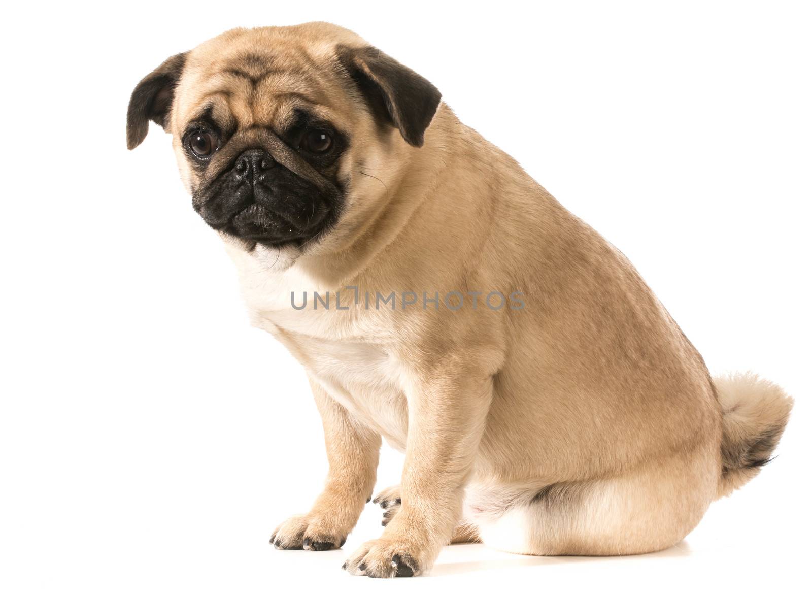 pug sitting isolated on white background