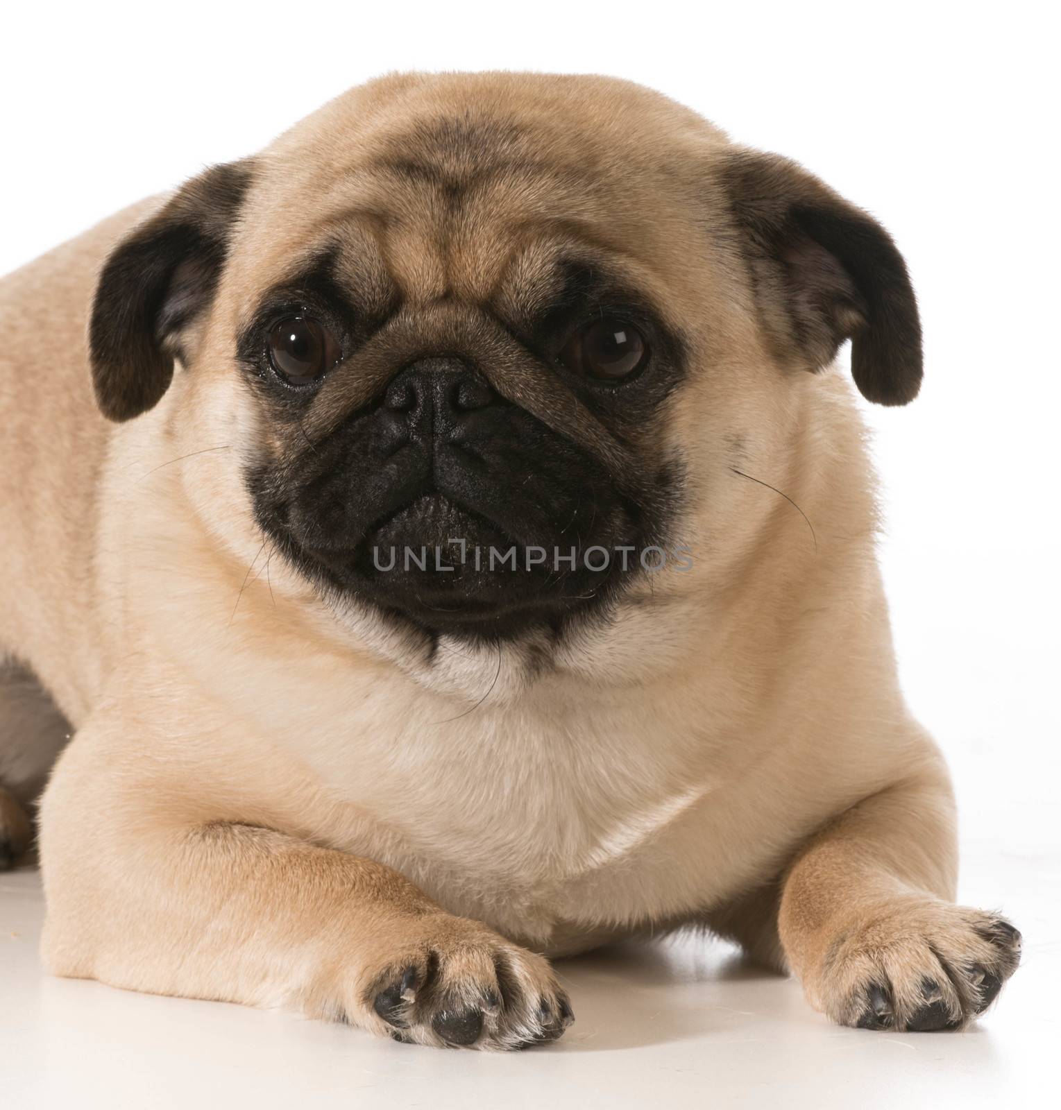 pug laying down isolated on white background