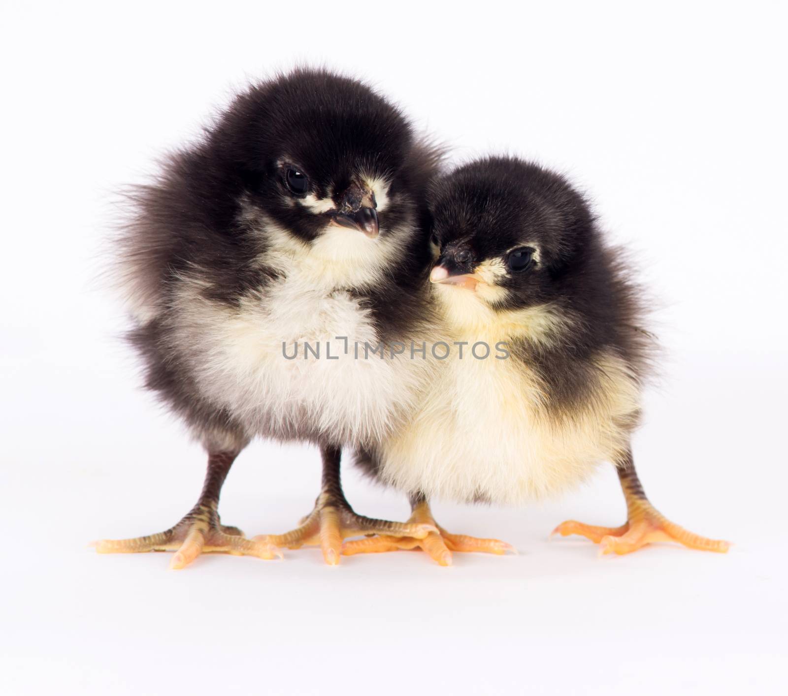 Baby Chick Newborn Farm Chickens Standing White Australorp Variety by ChrisBoswell