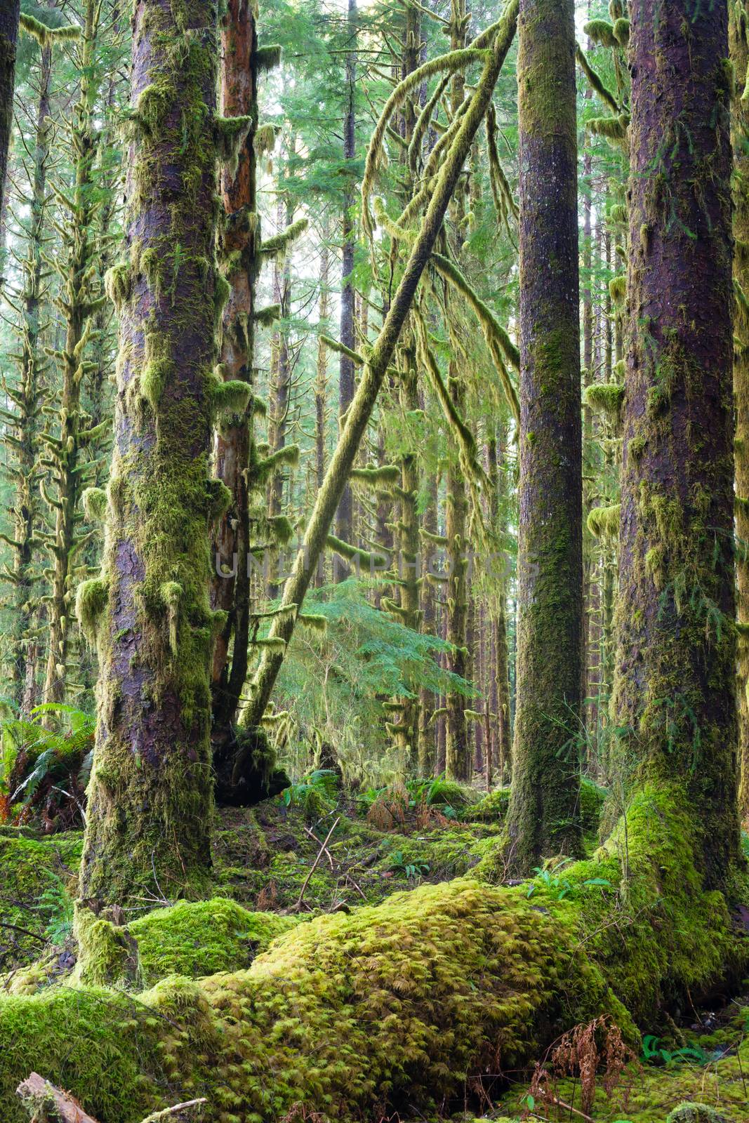 Trees growing in a tight pattern in a dense moss covered forest