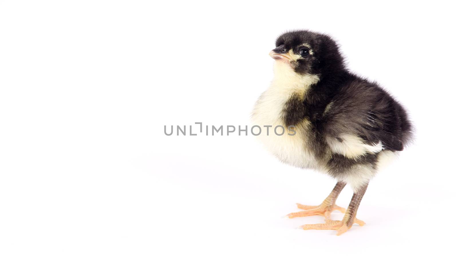 Baby Chick Newborn Farm Chicken Standing White Australorp Variety by ChrisBoswell