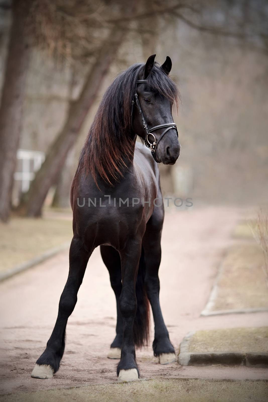 Black stallion. by Azaliya