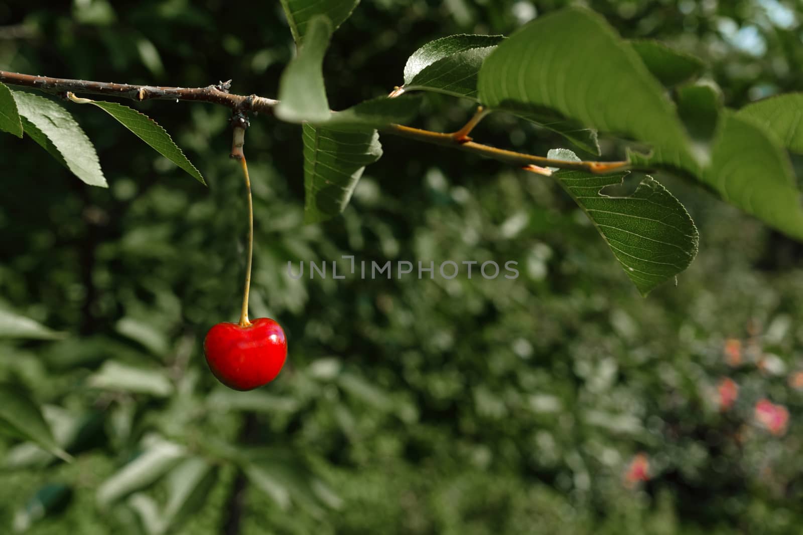 lonely ripe cherry on a branch