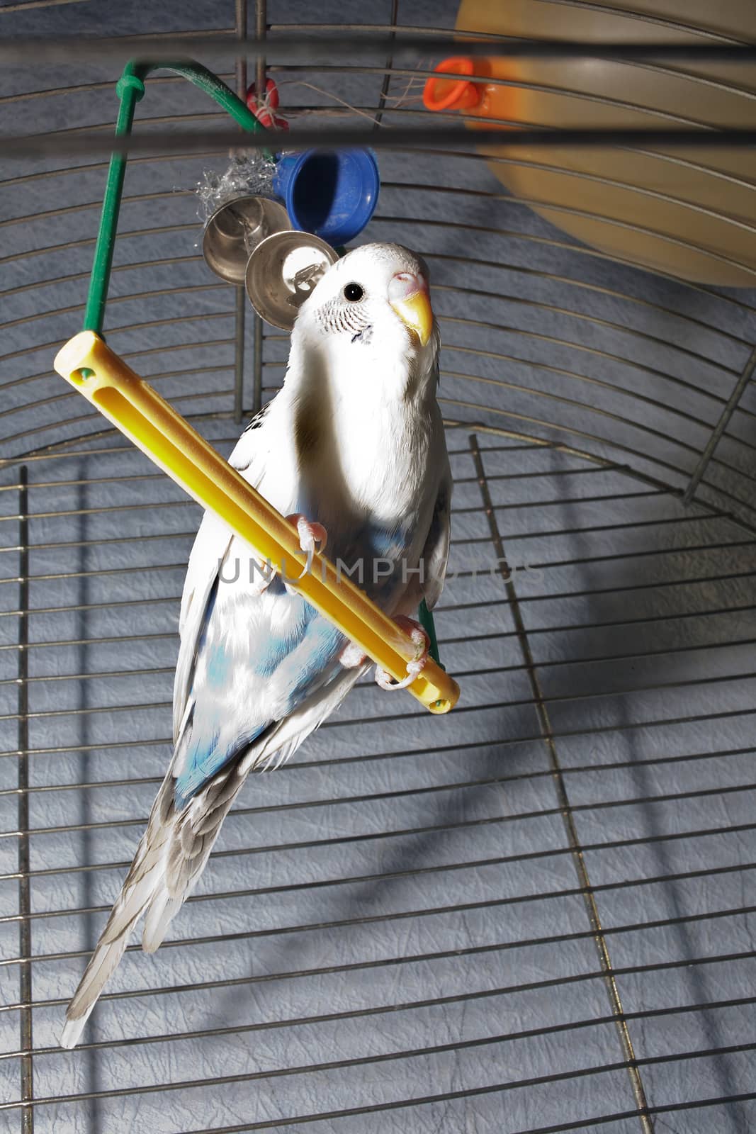 White wavy parrot on a perch in the yellow metal cage