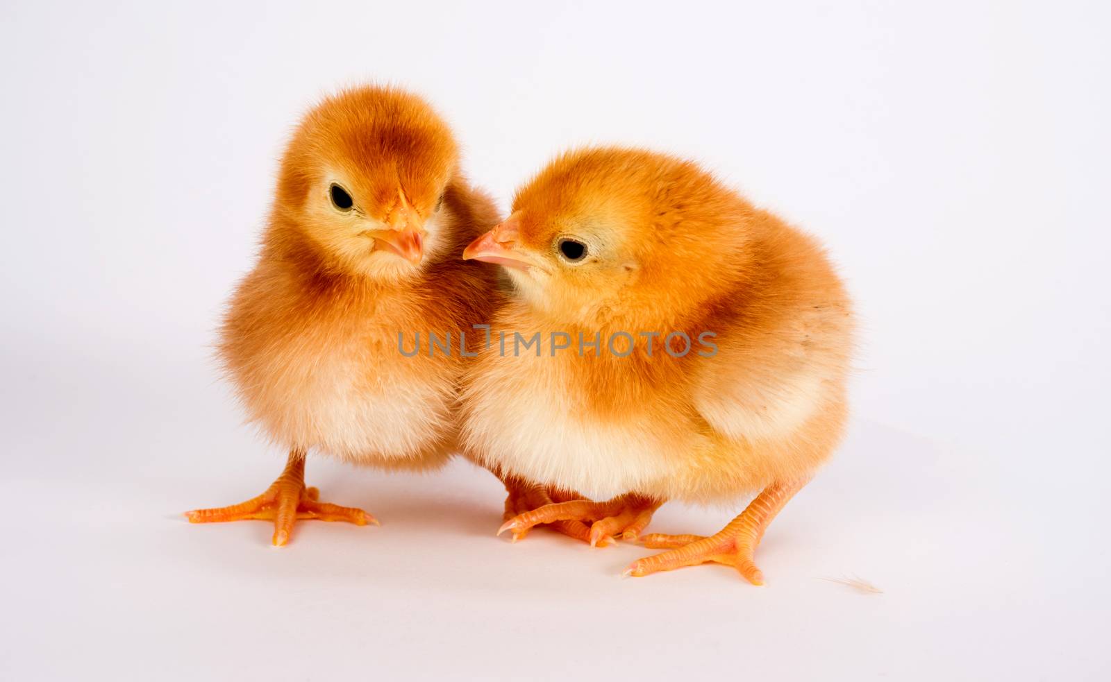 Baby Chick Newborn Farm Chickens Standing White Rhode Island Red by ChrisBoswell