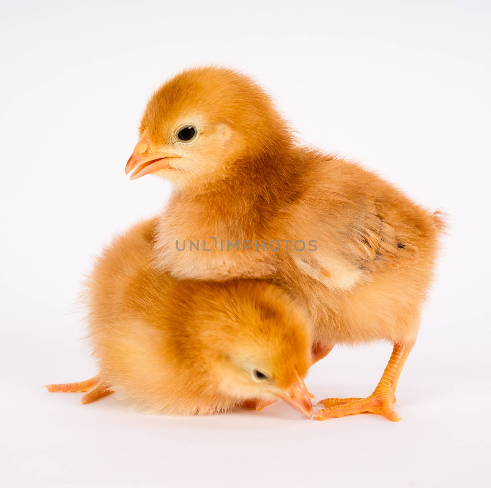 A Rhode Island Red Baby Chicken Stands with Sibling Alone Just a Few Days Old