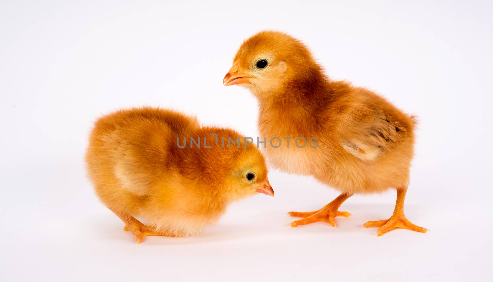 Baby Chick Newborn Farm Chickens Standing White Rhode Island Red by ChrisBoswell