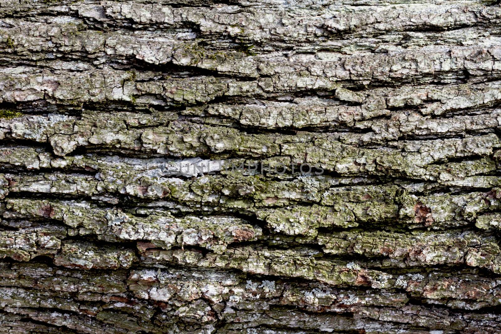 lose up of bark of old deciduous tree