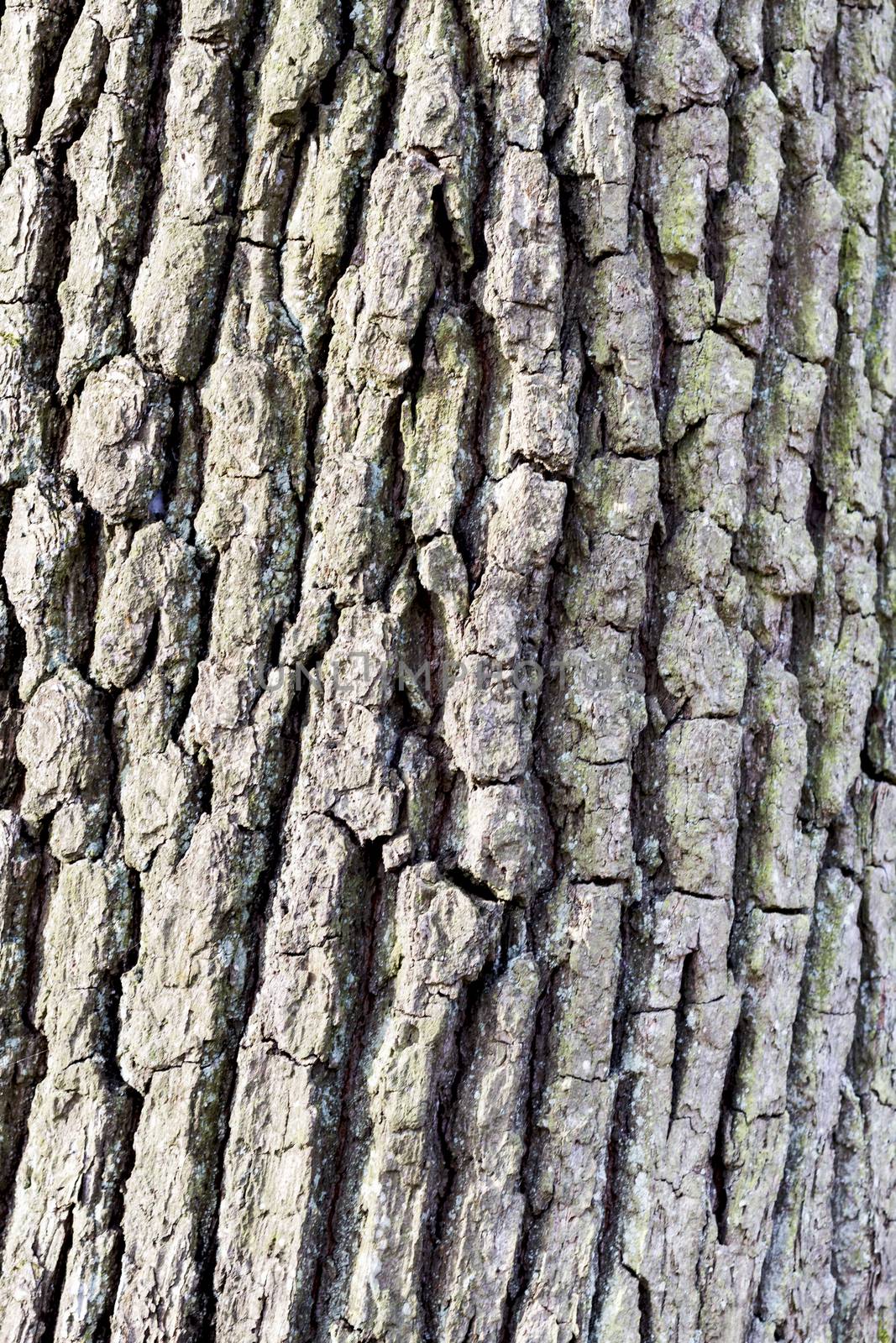 vertical image showing rough bark of tree in close-up