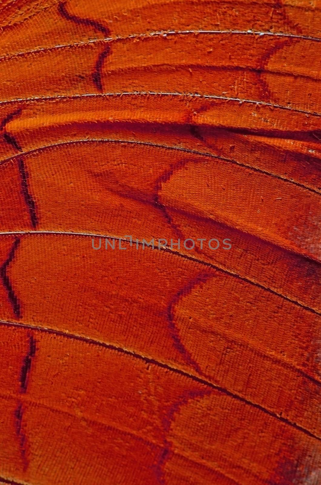 Macro closeup of butterfly wing background pattern, filter image