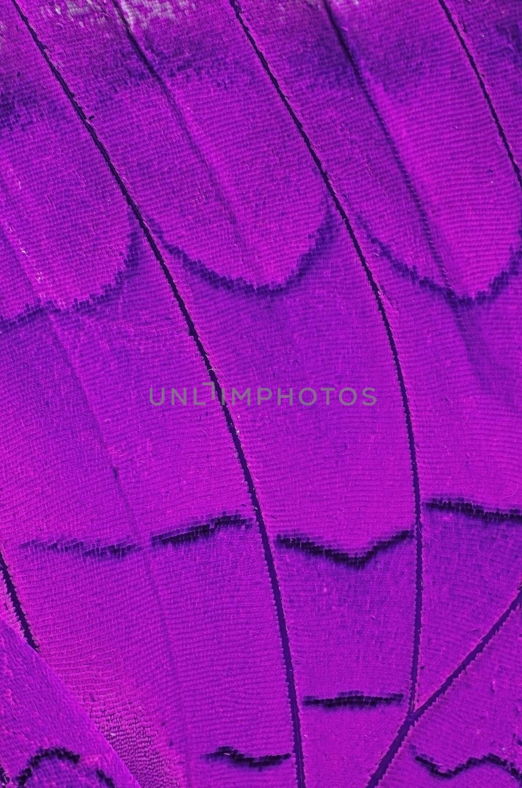 Macro closeup of butterfly wing background pattern, filter image