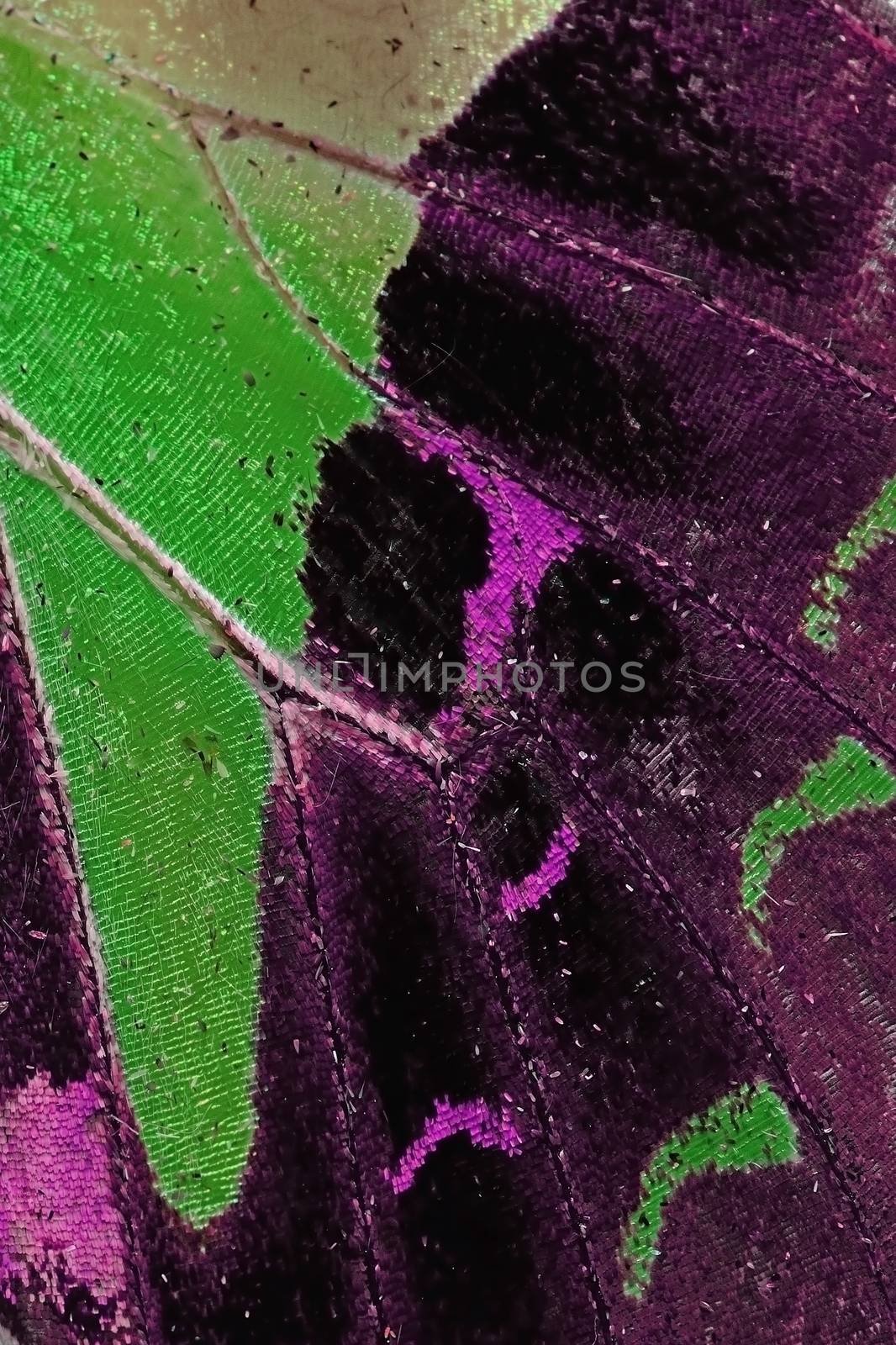 Macro closeup of butterfly wing background pattern, filter image