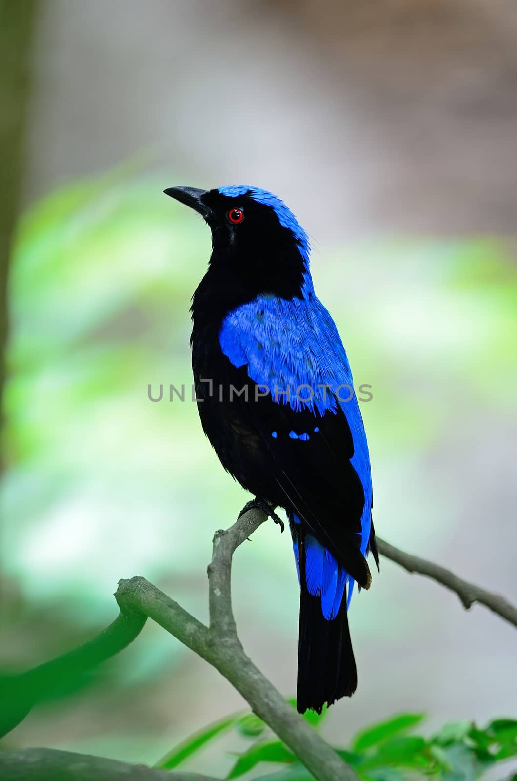 Blue bird, a male Asian Fairy Bluebird (Irena puella), side profile