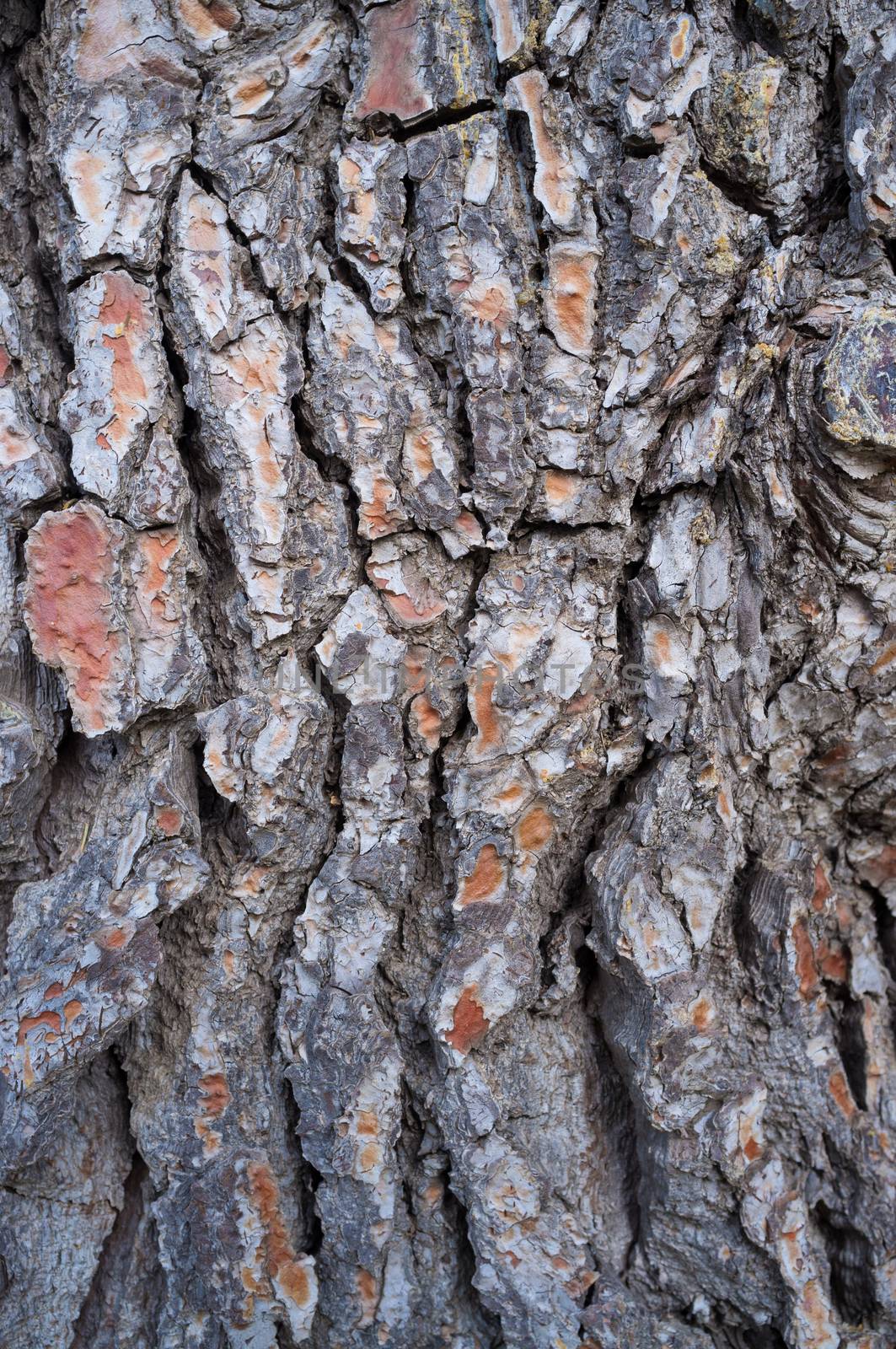 Full frame take of coarse pine tree bark