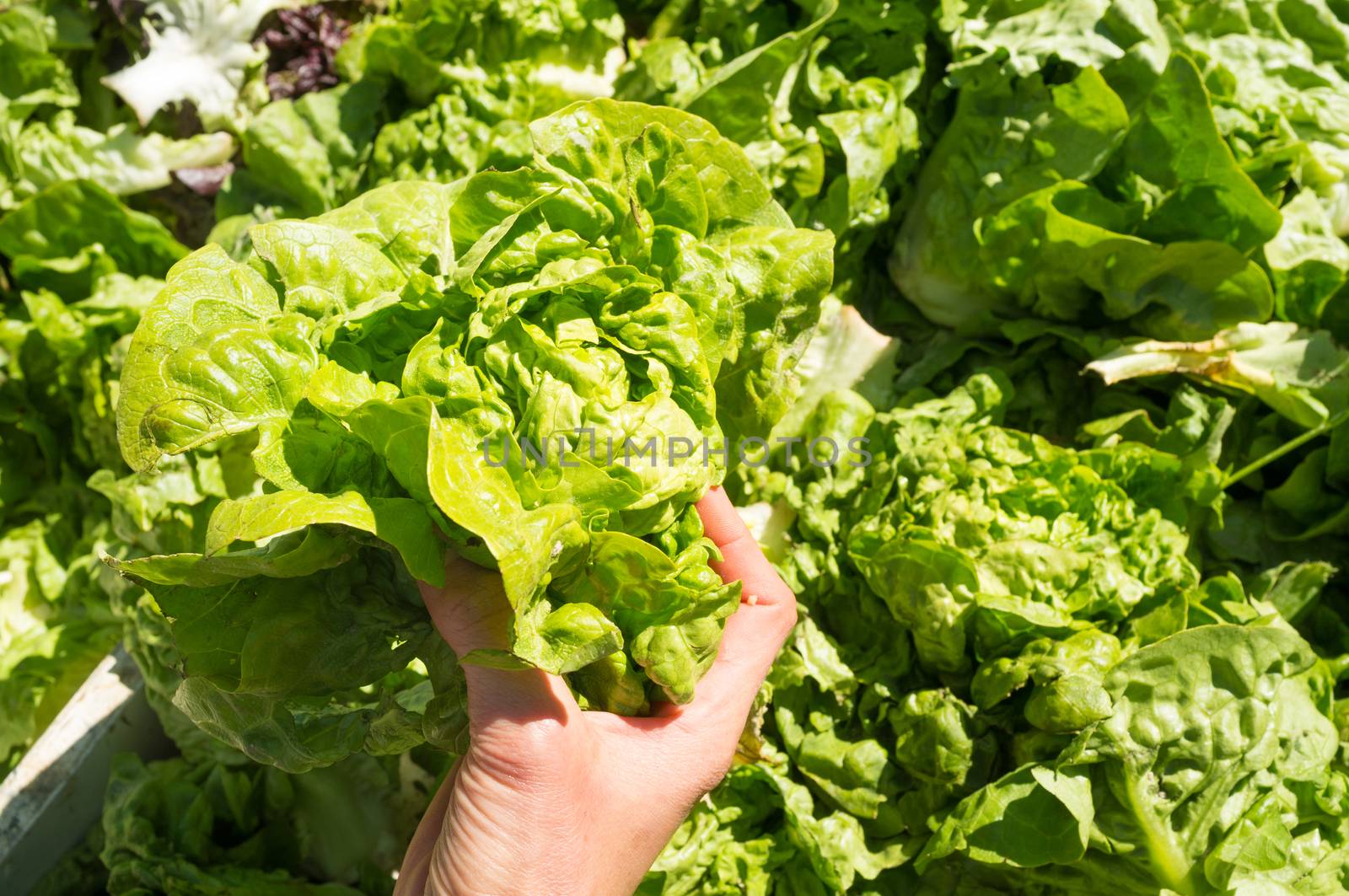 Female hands choosing  lettuce on a street market stall