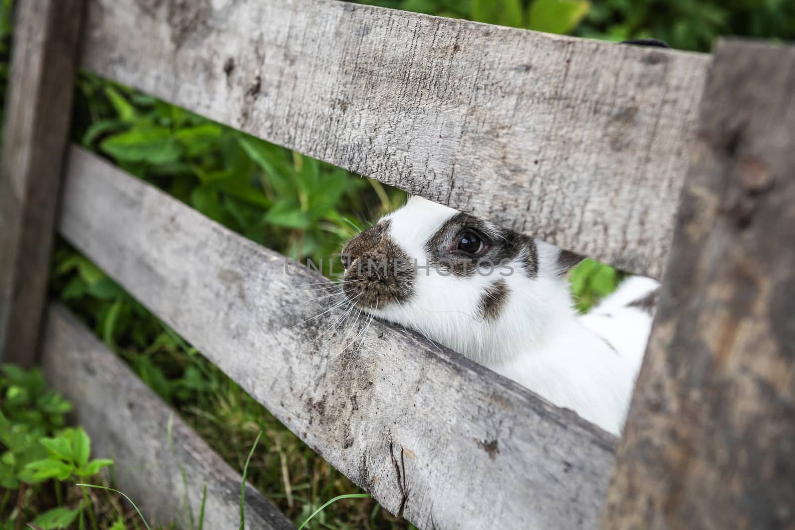 Small rabbit peeking from behind the fence.