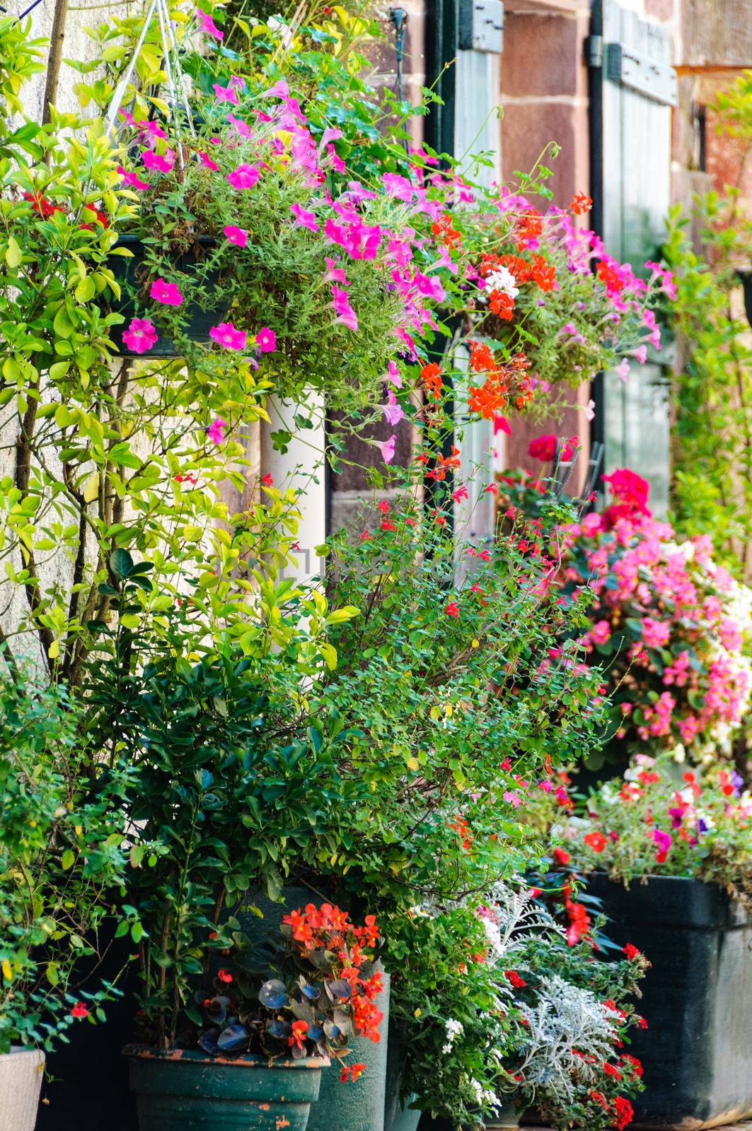 Flowers outside a house