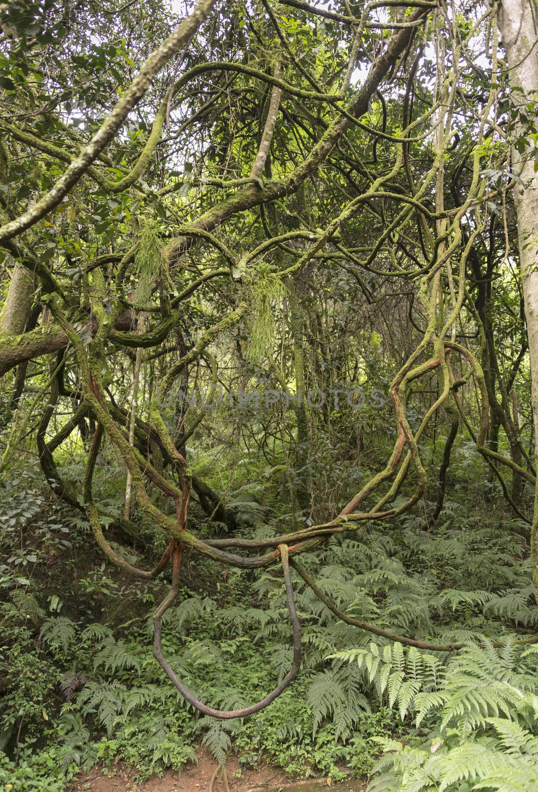 winding vine branch in tropical forest  near Sabie south africa