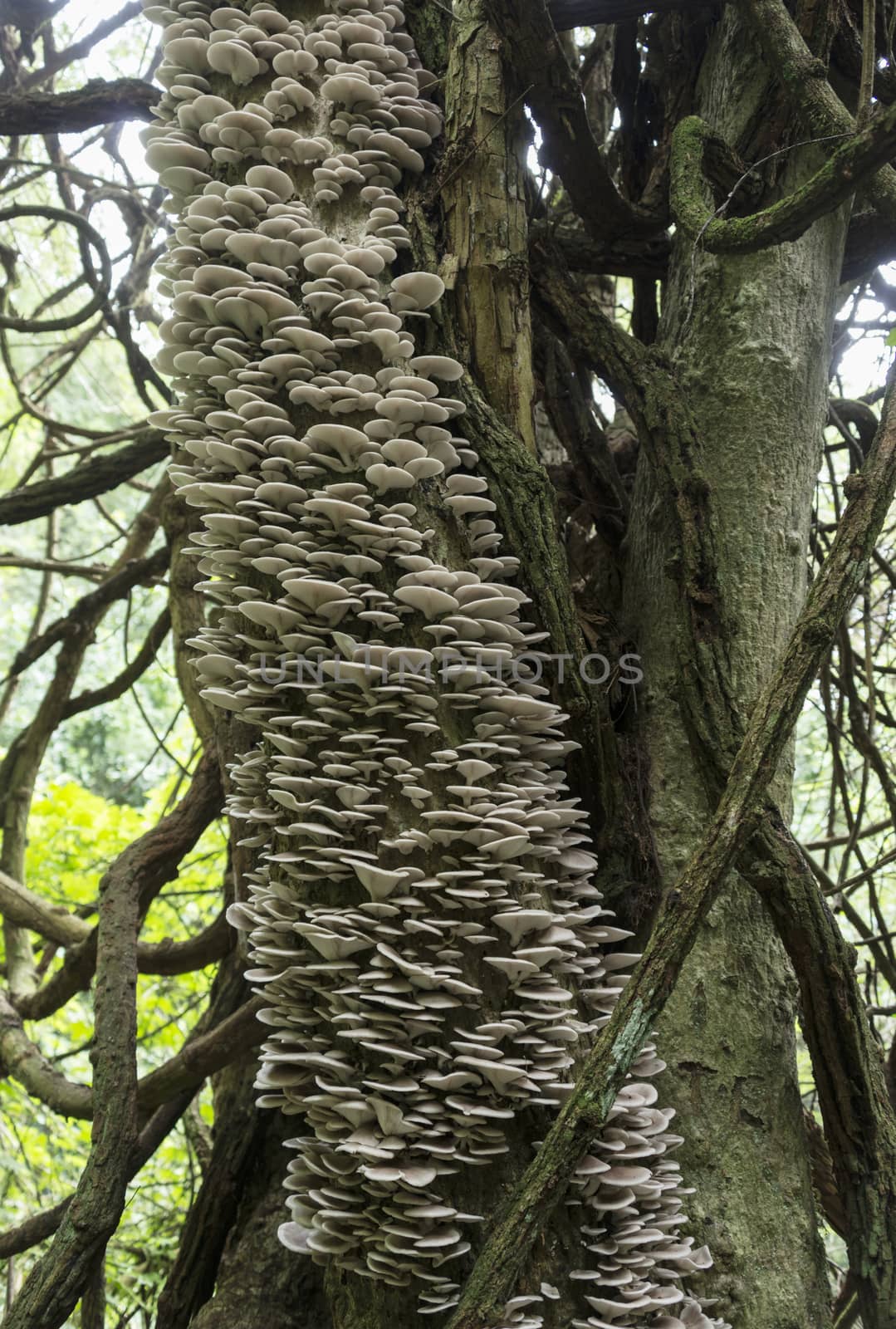 tree full of mushrooms and fungus in the tropical forest of Sabie south africa