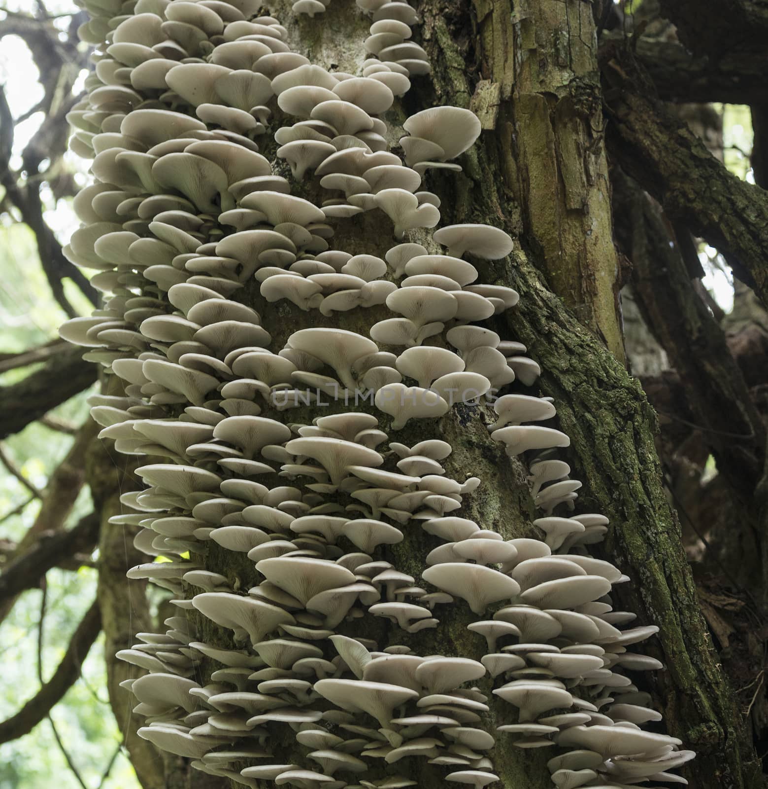 tree full of mushrooms and fungus in the tropical forest of Sabie south africa