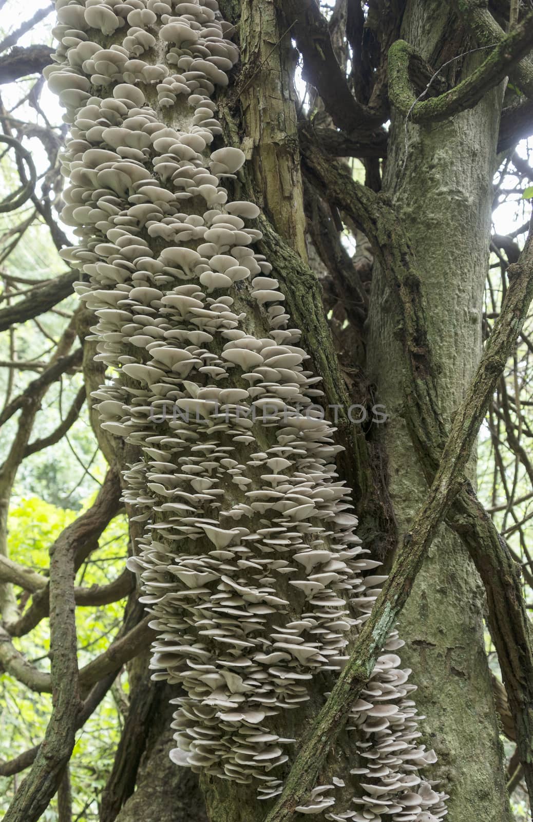 tree full of mushrooms and fungi by compuinfoto