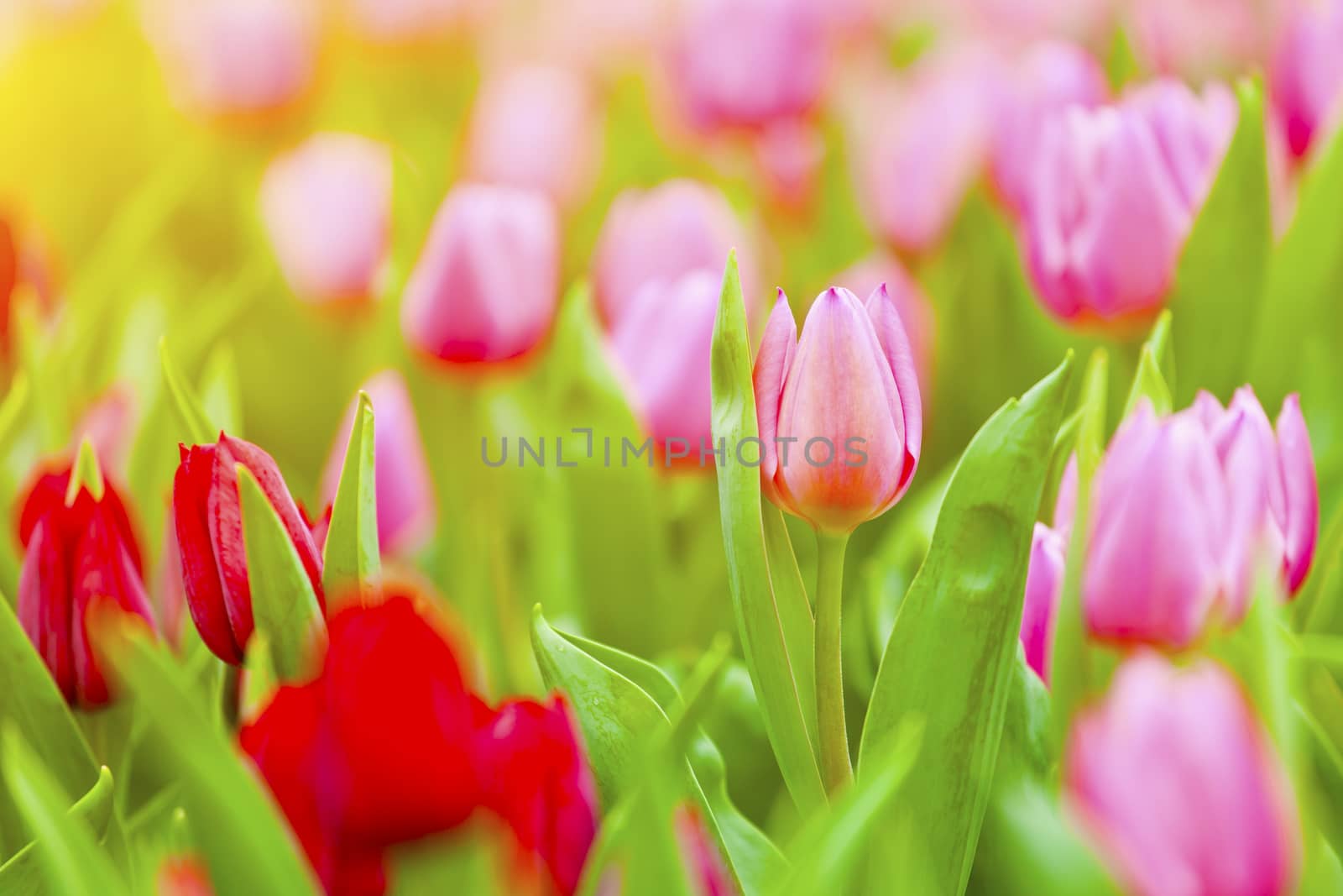 Pink and red tulips blossom in spring season by kawing921