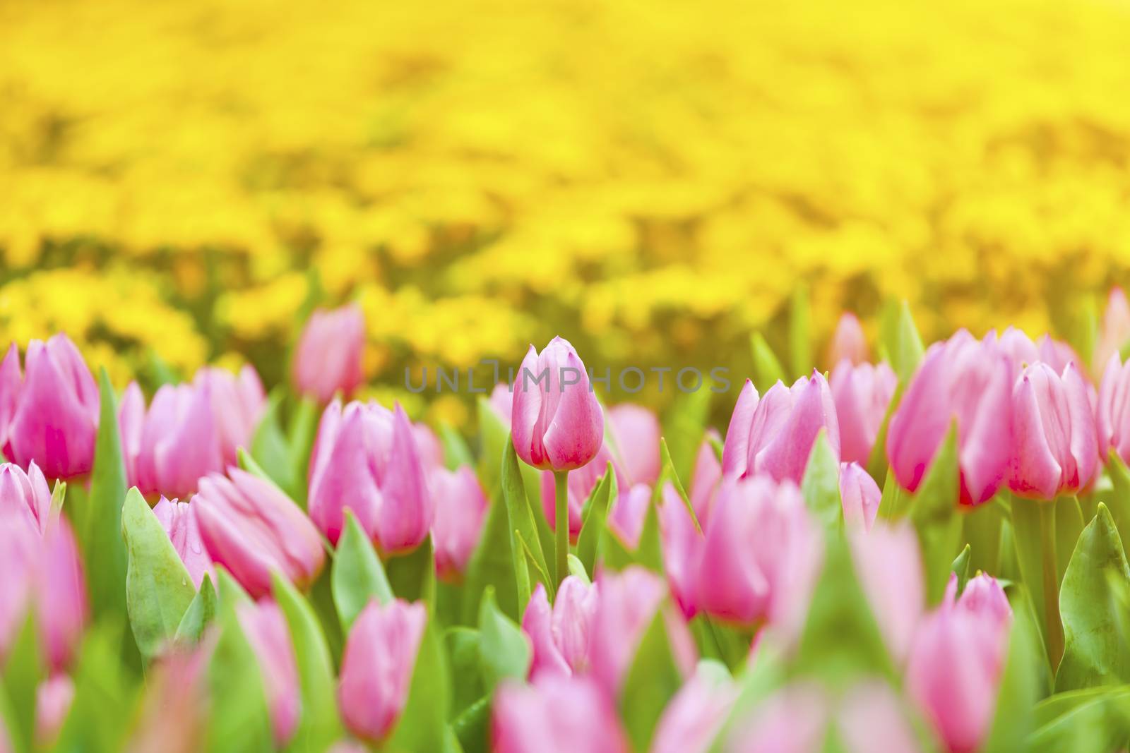 Tulips blossom in spring by kawing921