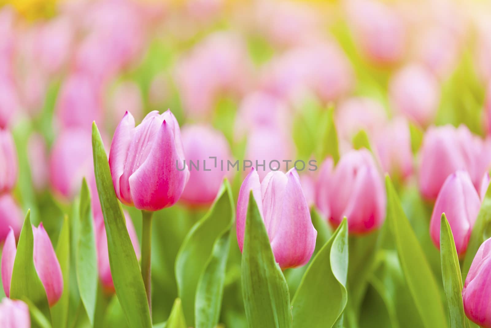 Pink tulip field by kawing921