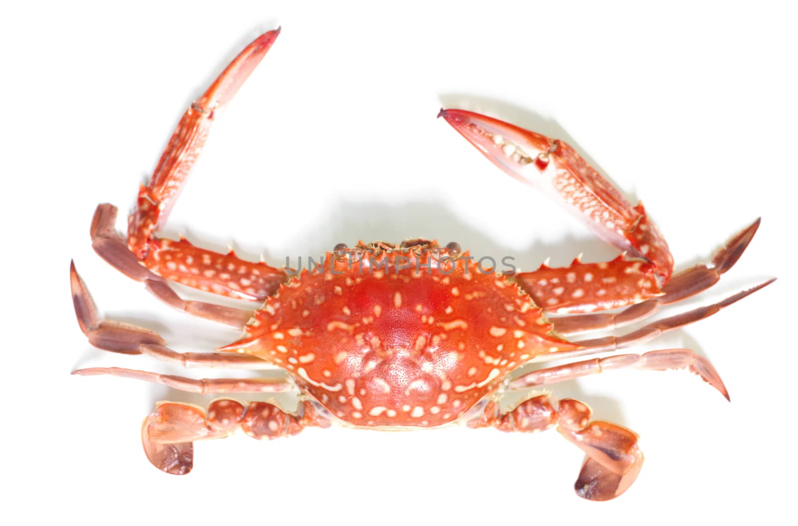 Boiled crab isolated on white background 