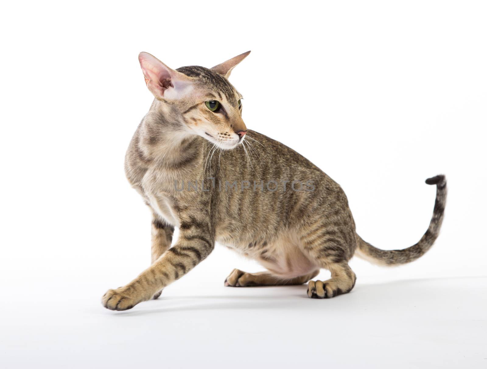 aggressive siamese cat. isolated on white background