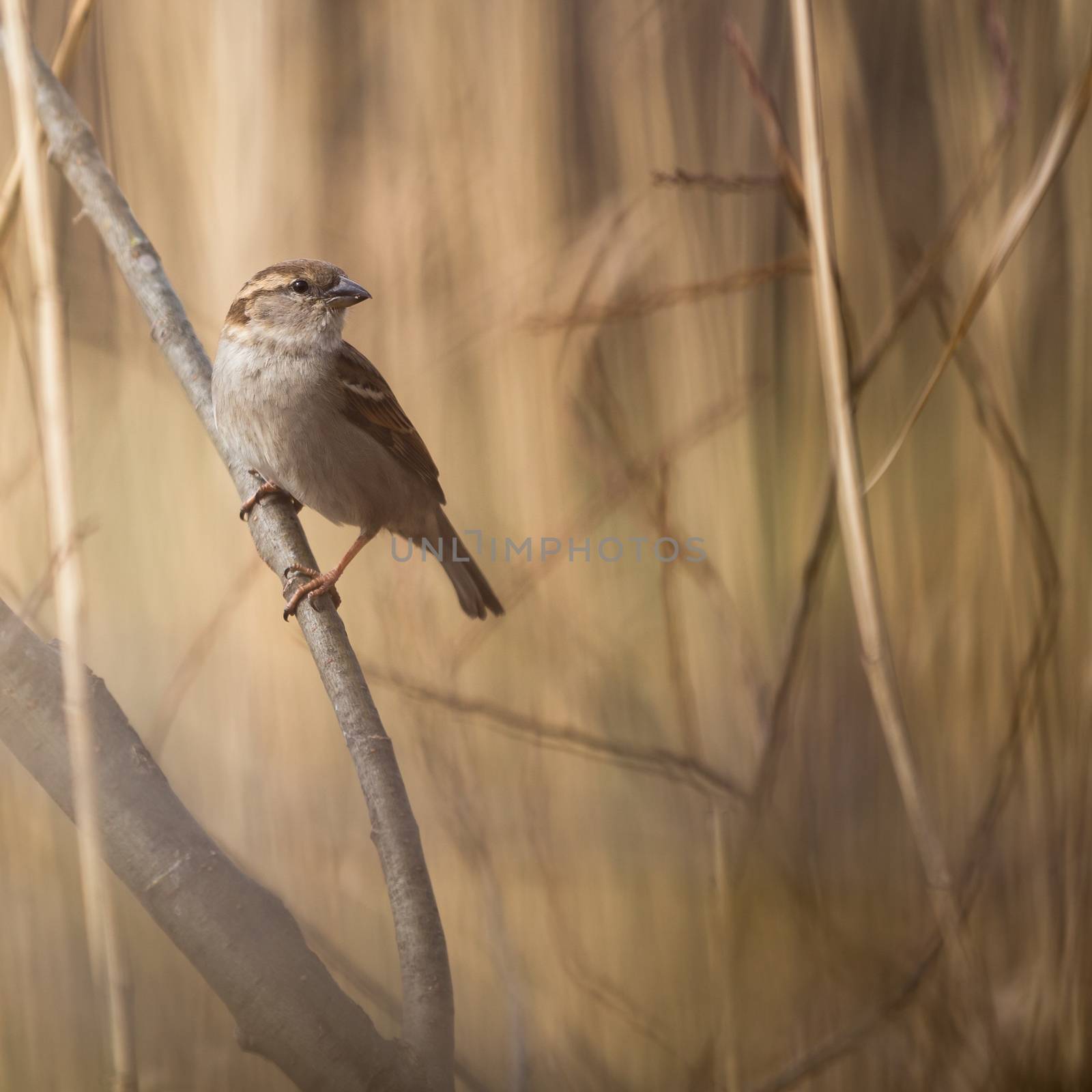 House Sparrow (Passer domesticus) by viktor_cap