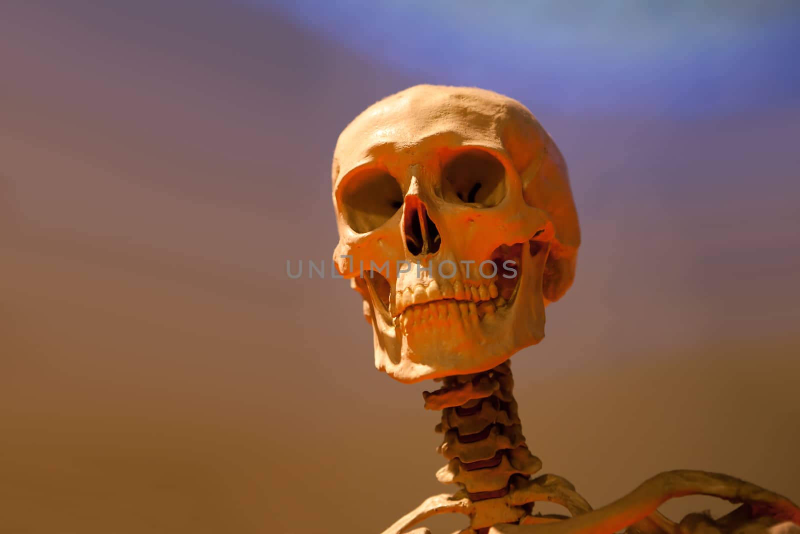 Scary Skeleton Skull by graficallyminded