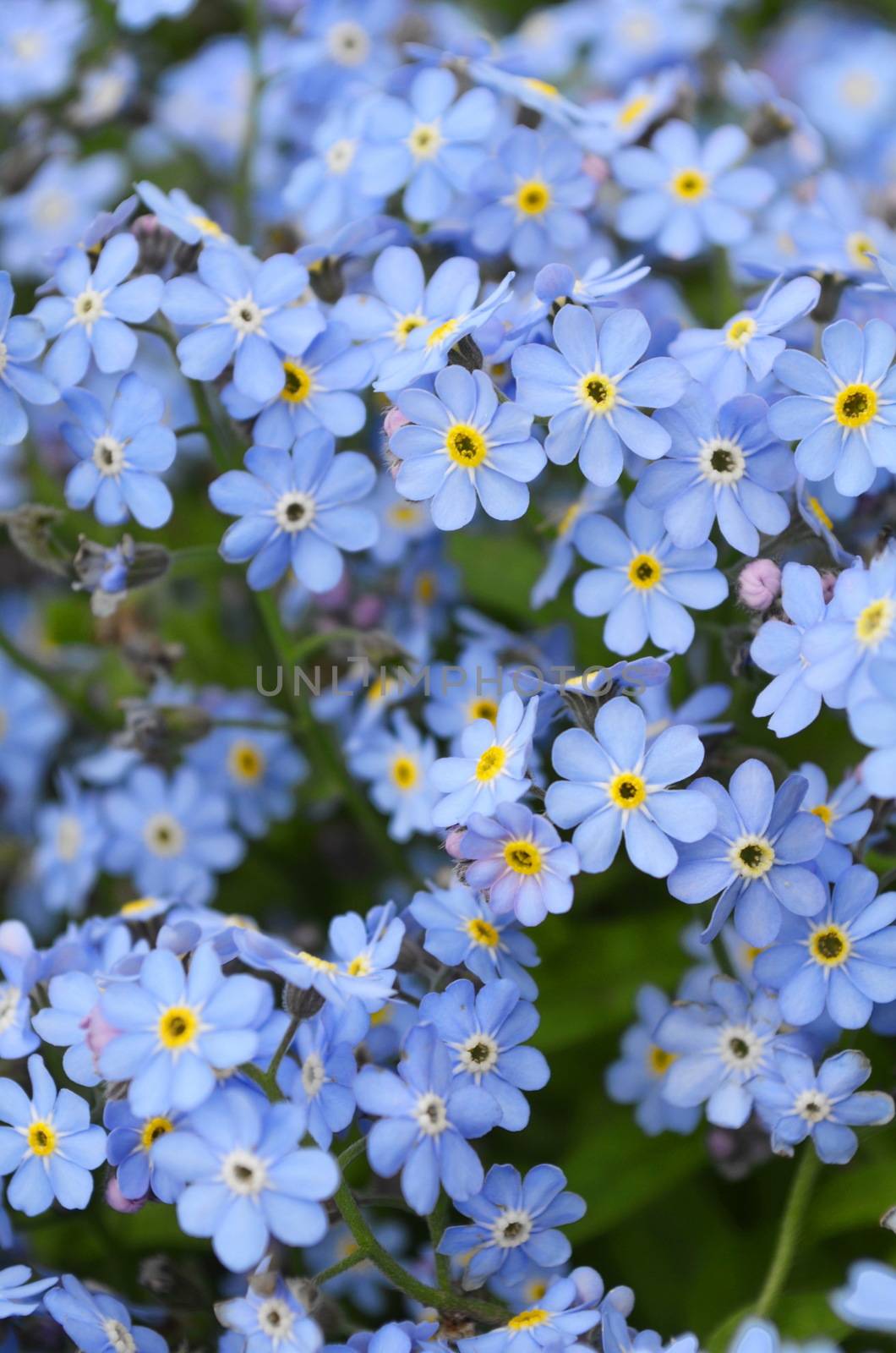 background of delicate flowers forget-me-not, selective focus







Delicate blue flowers forget-me-on