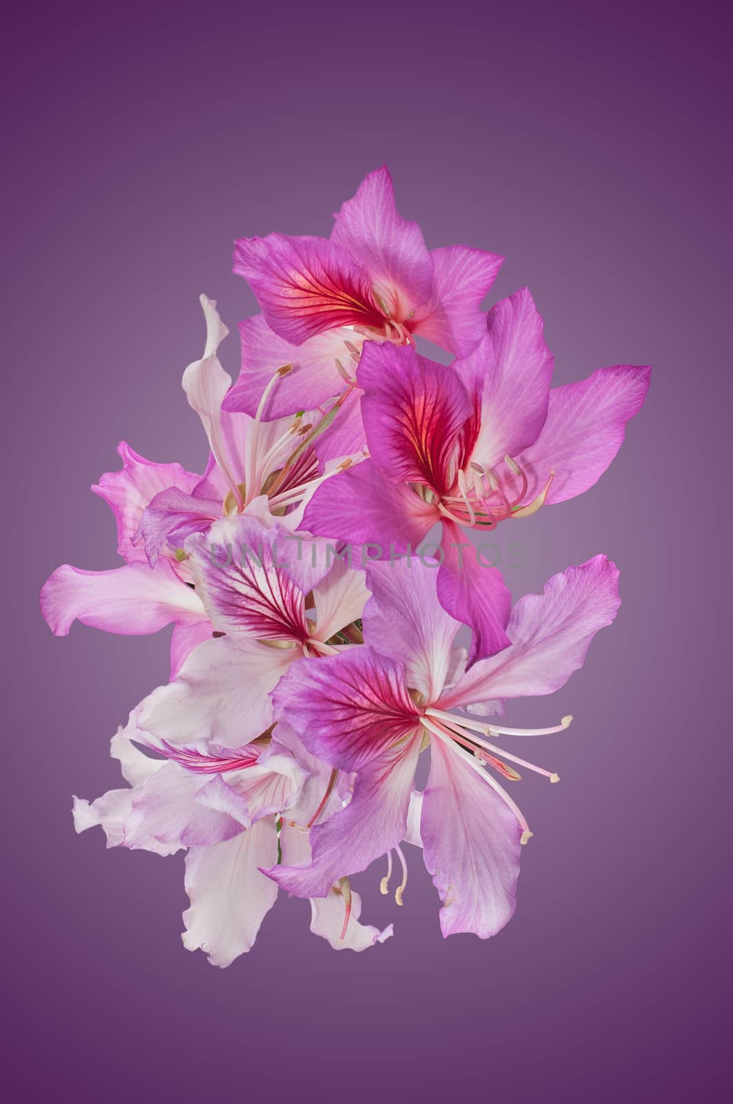 Bahuinia Blakeana flowers by danielbarquero