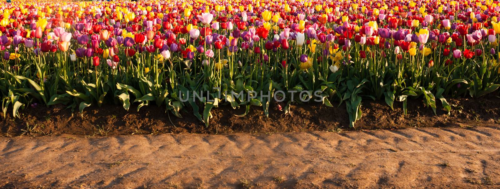 Horizontal panoramic composition of a large field full of Tulips ready to harvest and the tractor path used to get tothem
