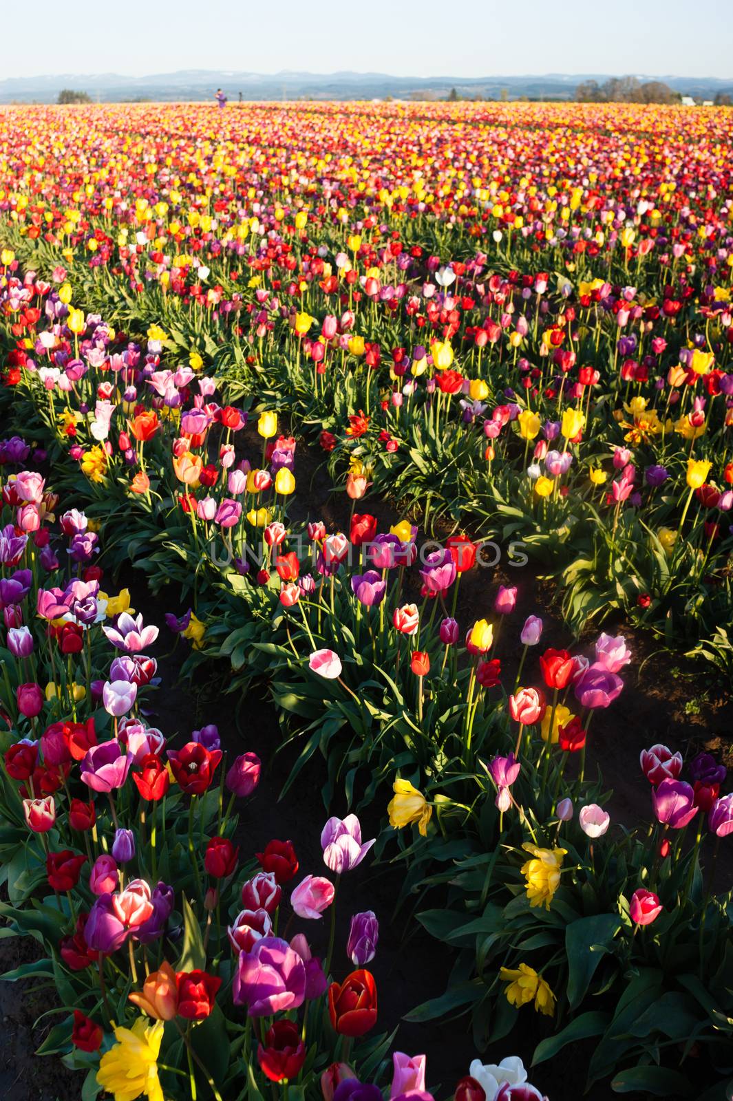 Vertical composition of a large field full of Tulips ready to harvest