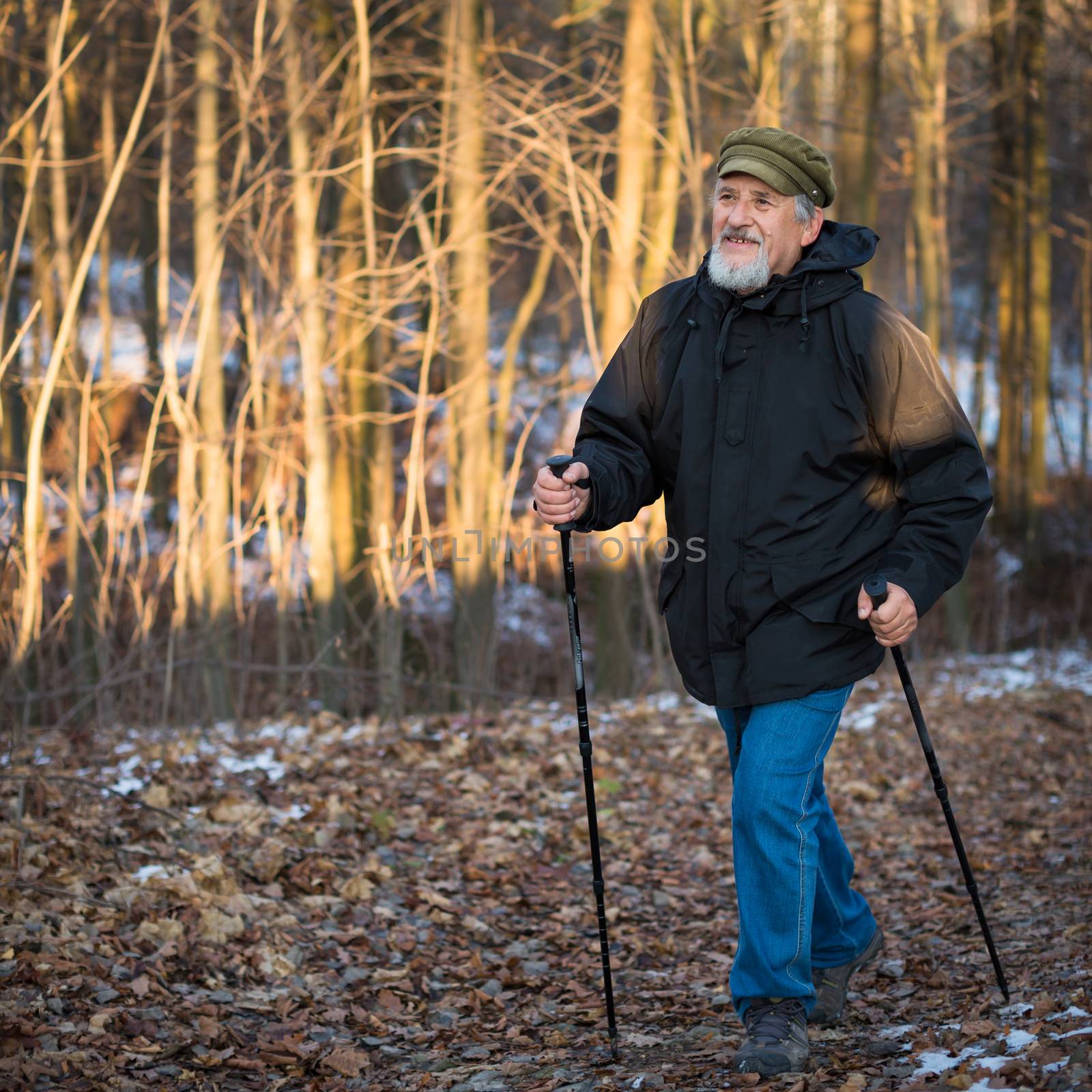 Senior man nordic walking, enjoying the outdoors, the fresh air, getting the necessary exercise