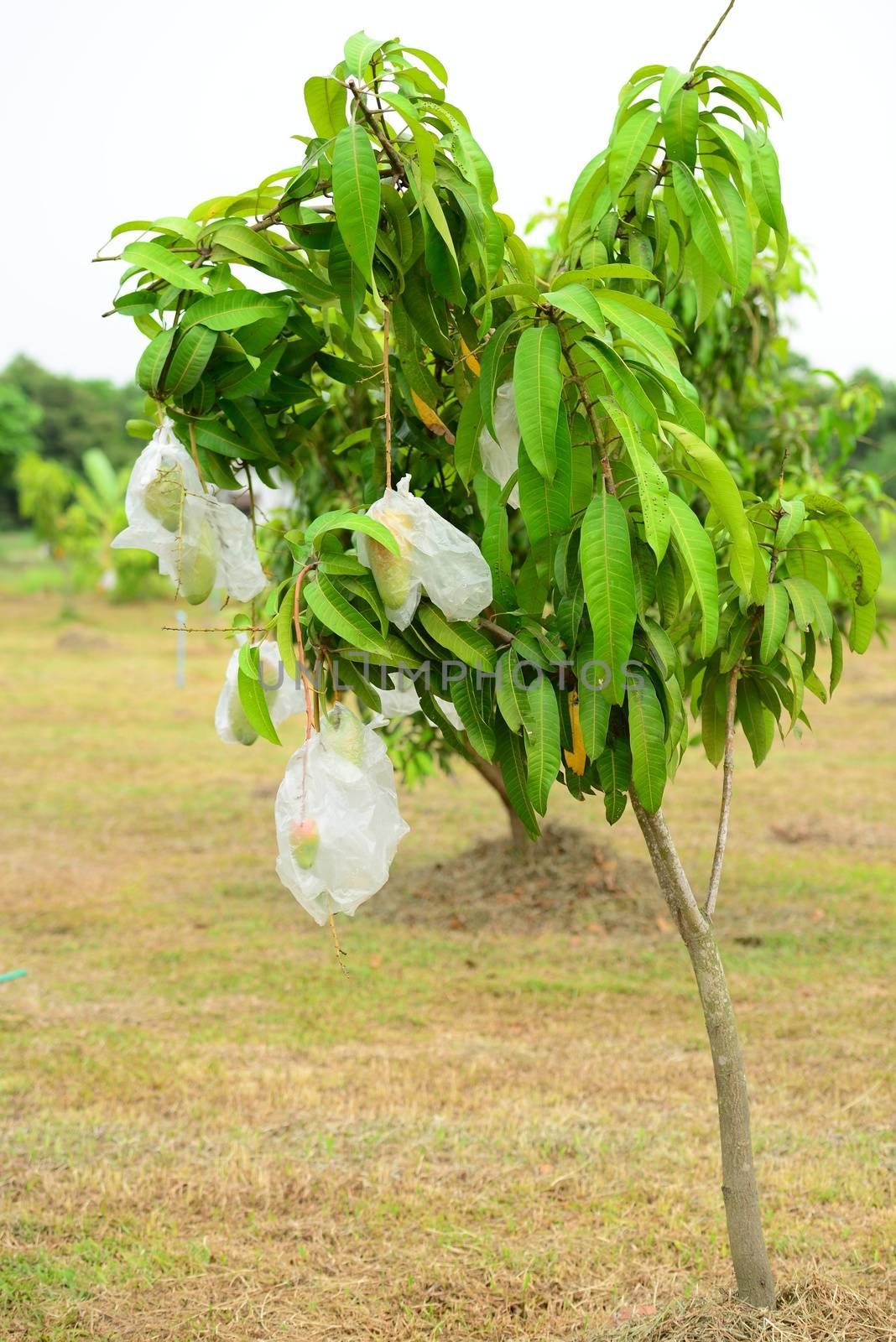 Mango Tree in Thailand