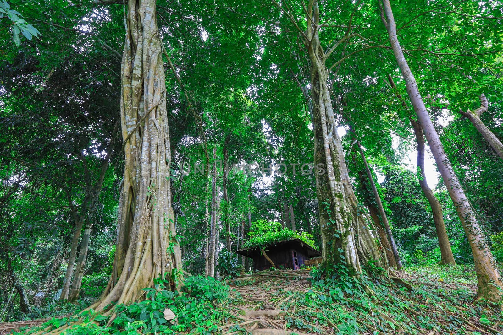 Wooden cottage in the forest.