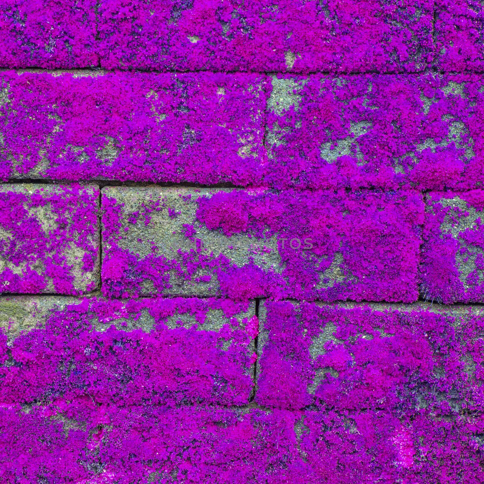 Wall texture by tuchkay