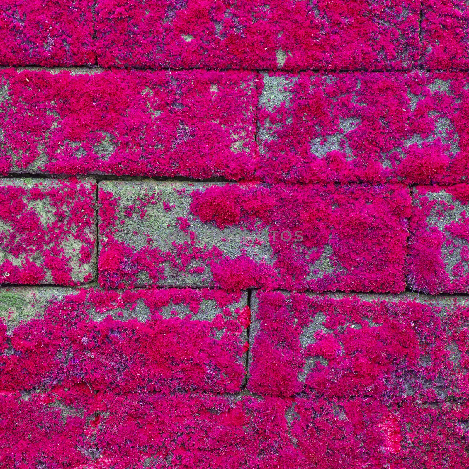 Wall texture by tuchkay