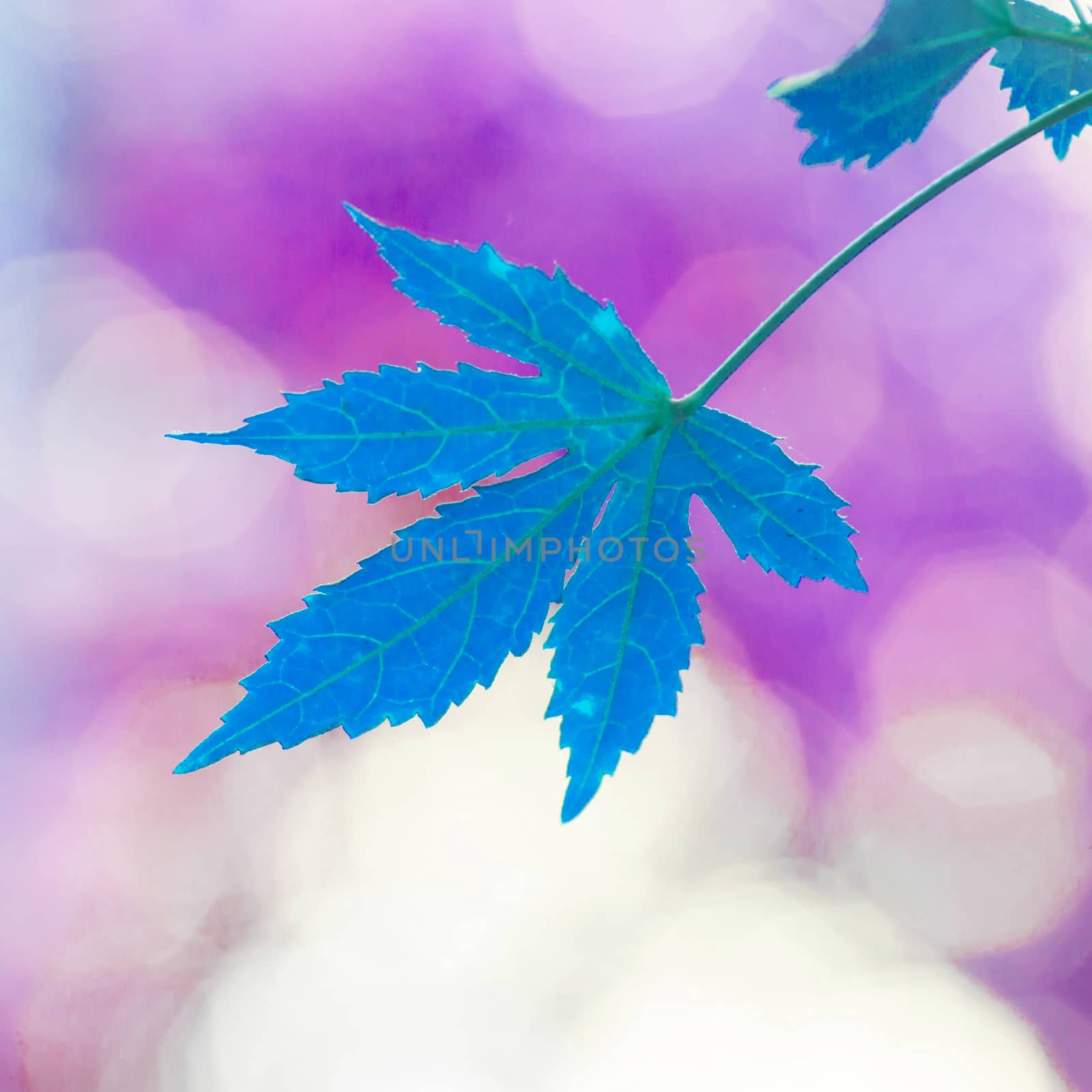 leaves in the forest.