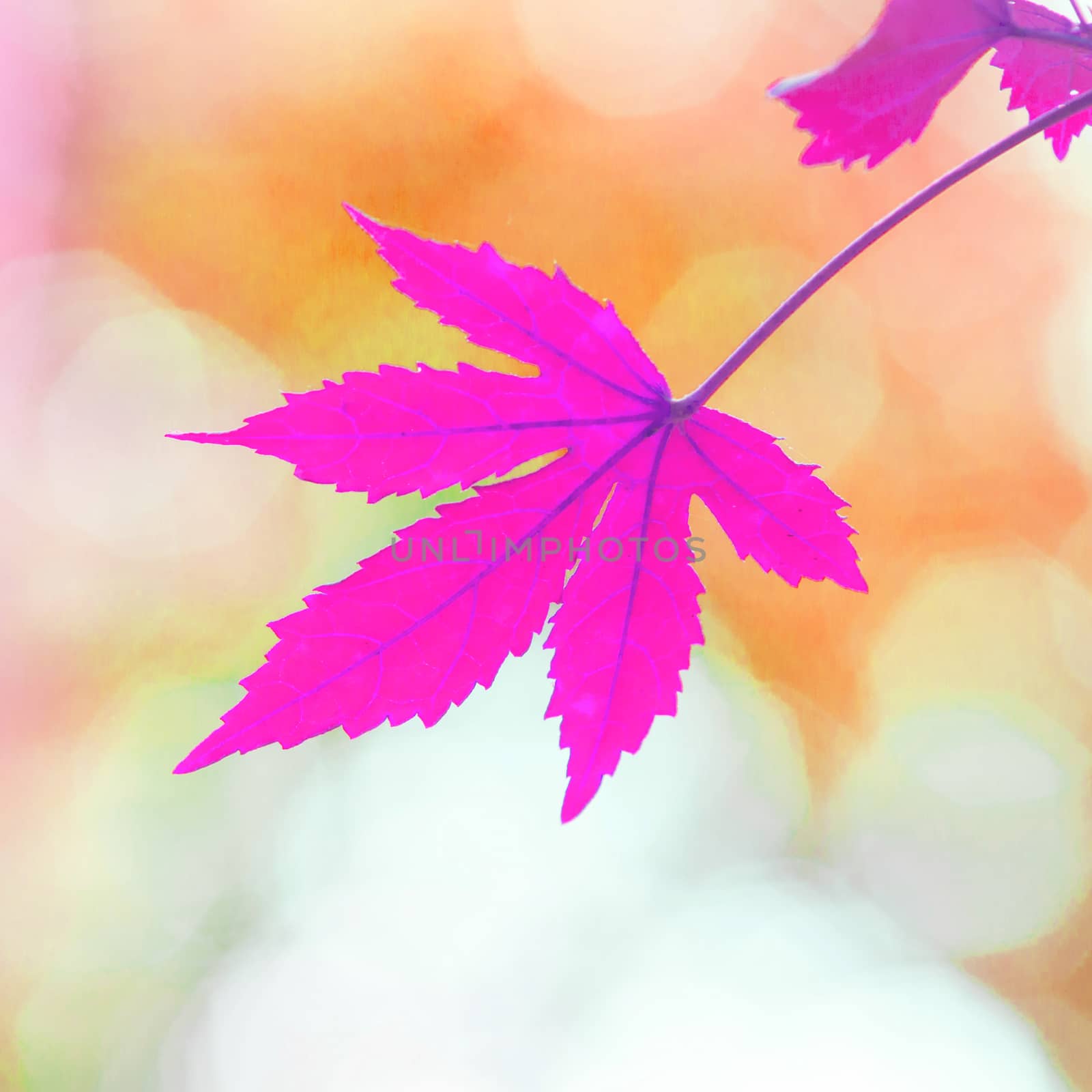 leaves in the forest.